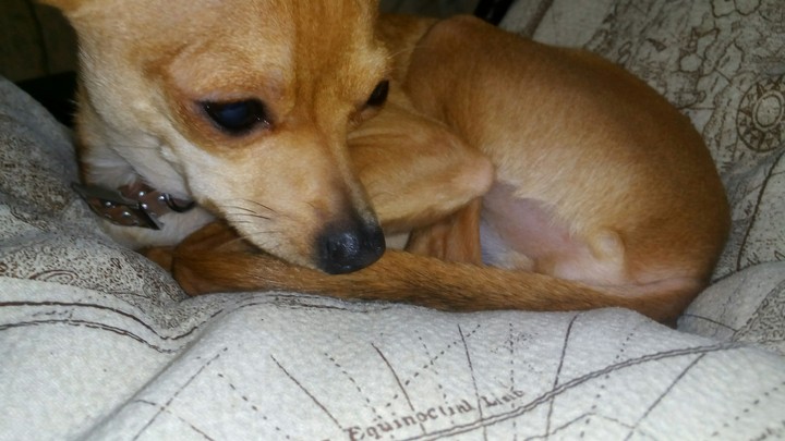 my dog :)