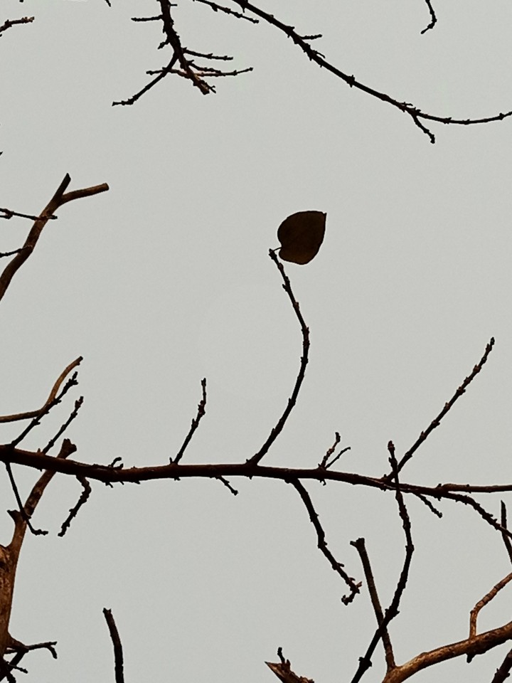 lonely leaf