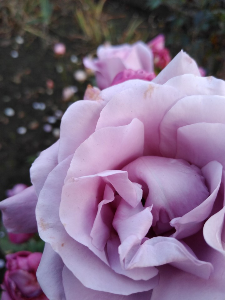 rose
