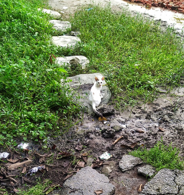 The curious cat