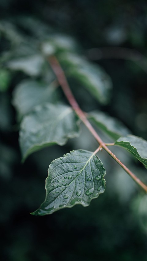 Monsoon Leaf