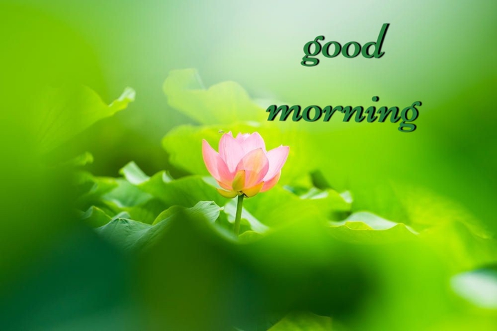 Good Morning