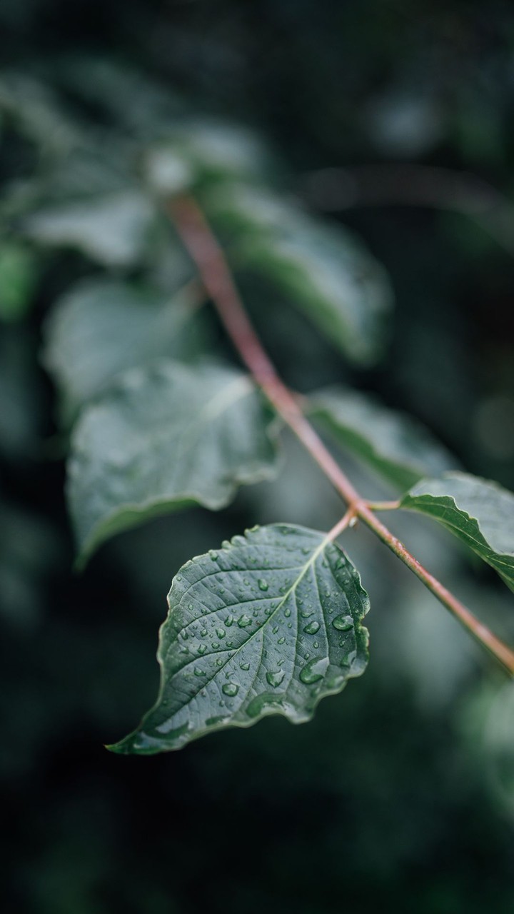 Monsoon Leaf