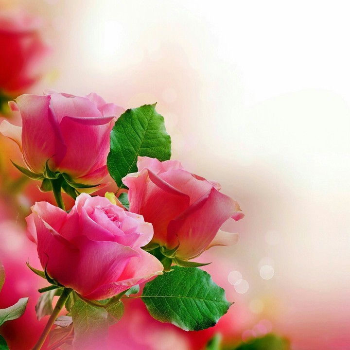 rose