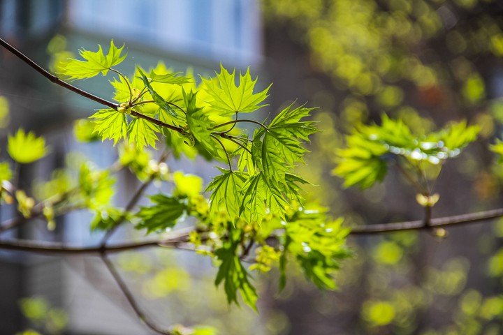 spring