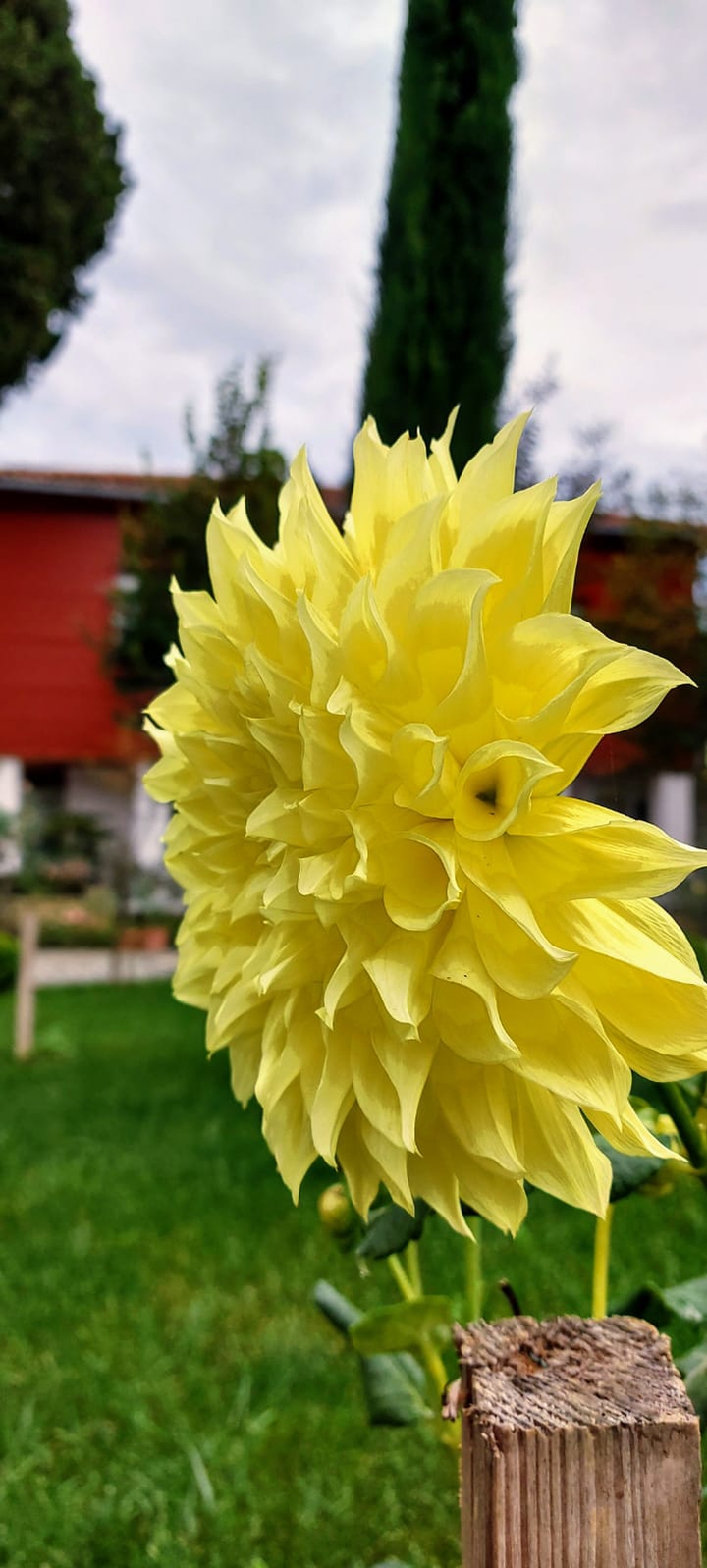 Dahlia