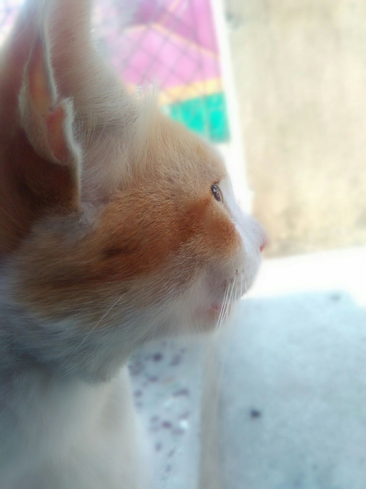 cutie pie