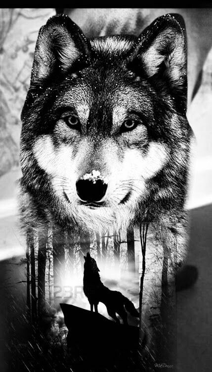 wolf