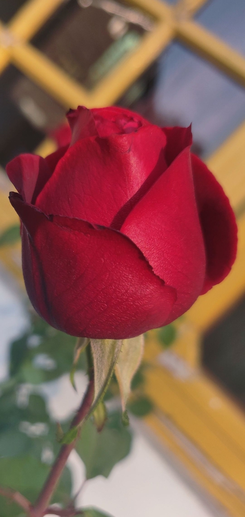 Rose_
