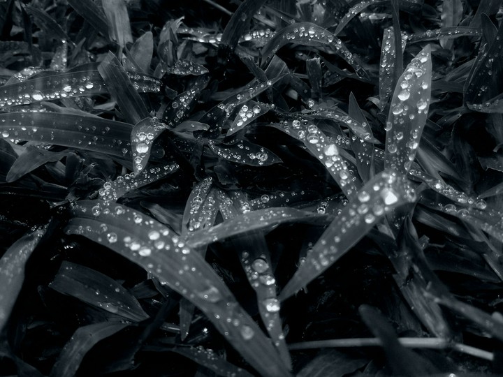 Leaves