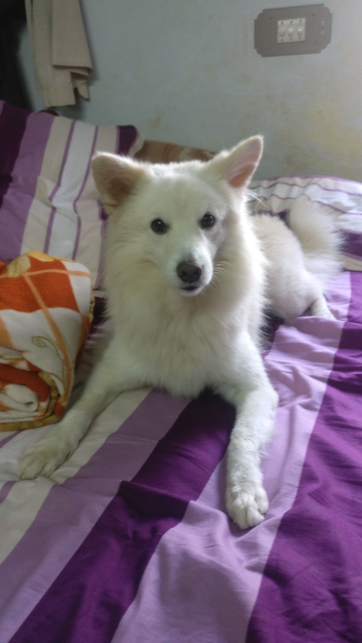 Hachiko