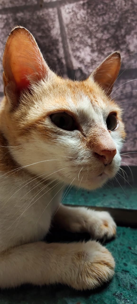 cat
