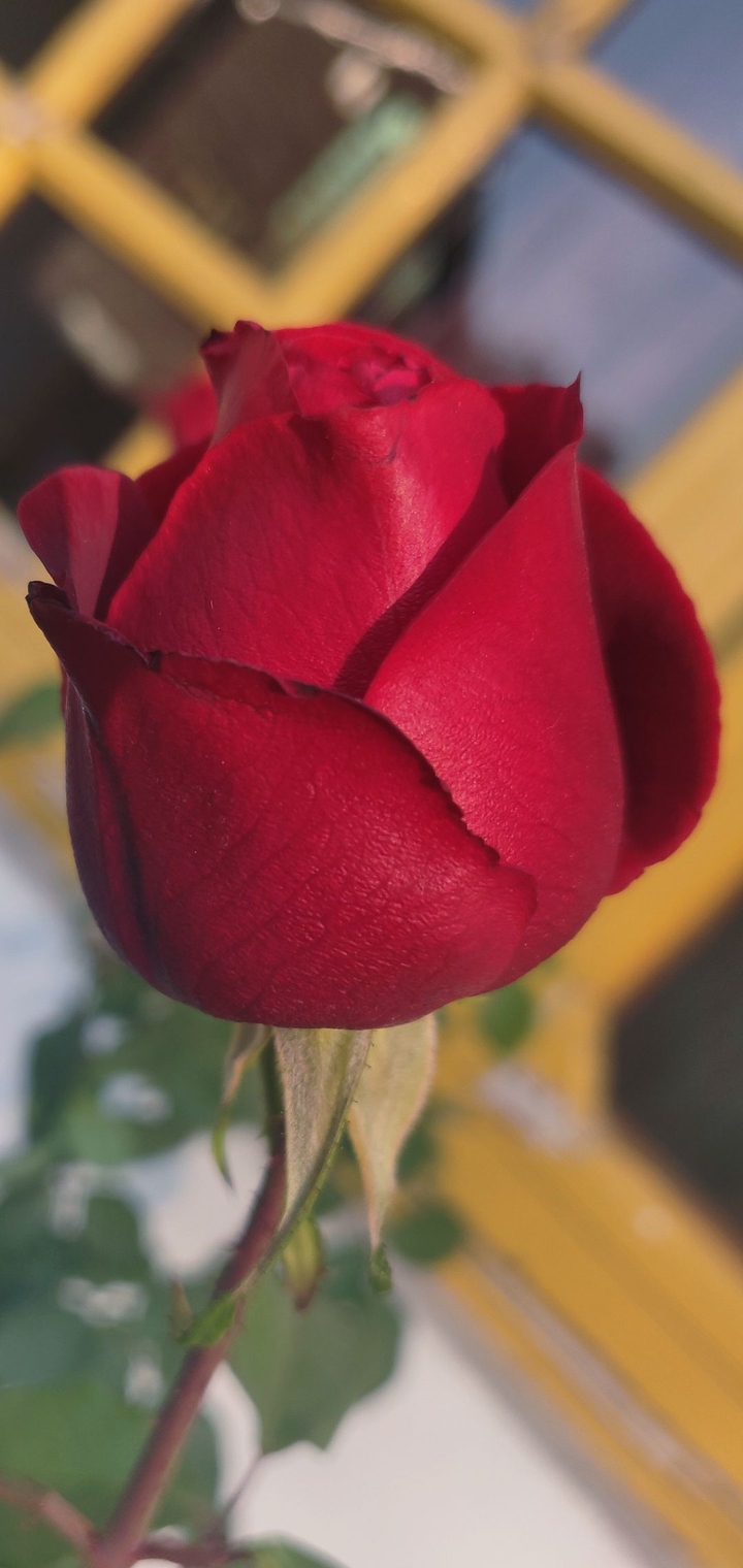 Rose_