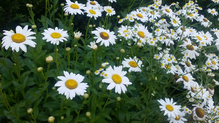 Daisies