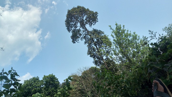NATURE