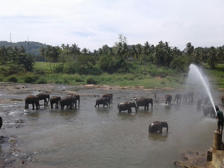 pinnawala elephant orphanage