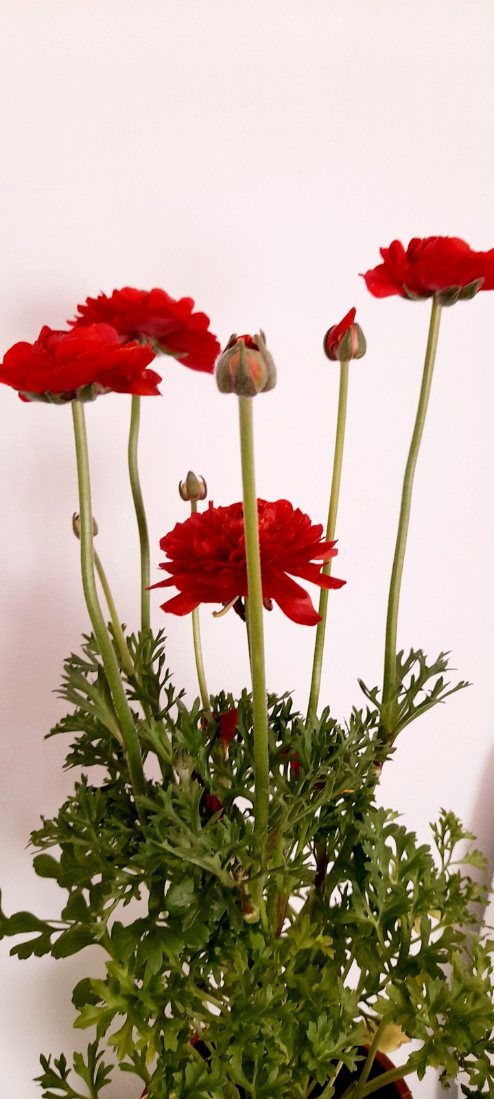 red ranunculus
