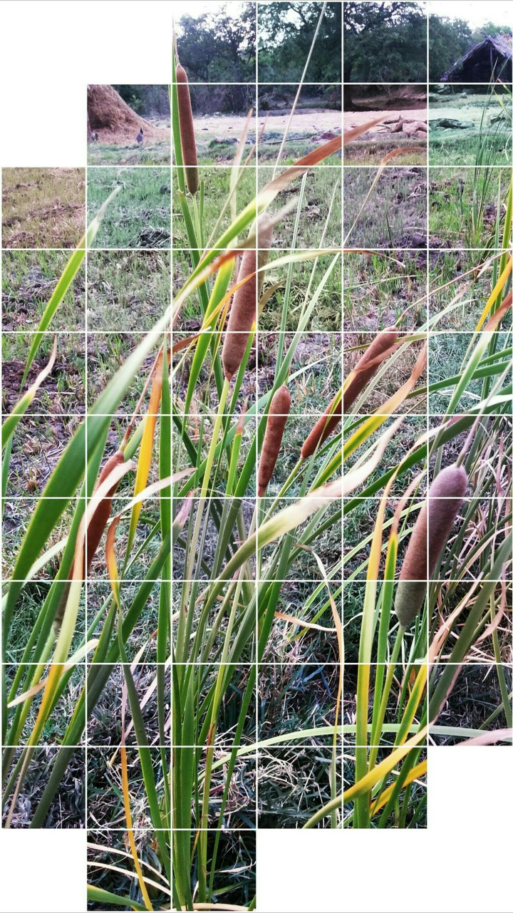 Grass