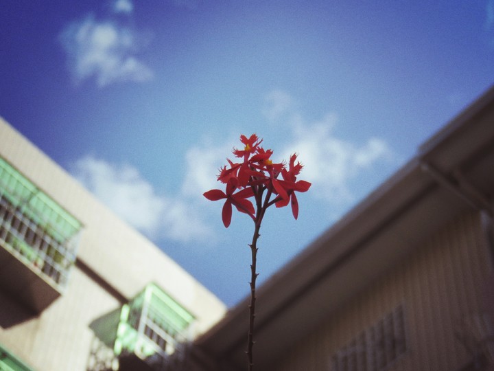 仰望你的美