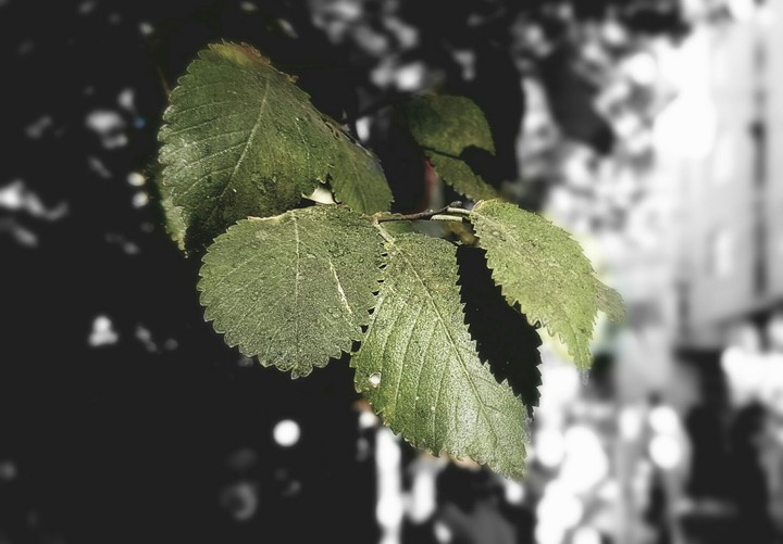 leaf