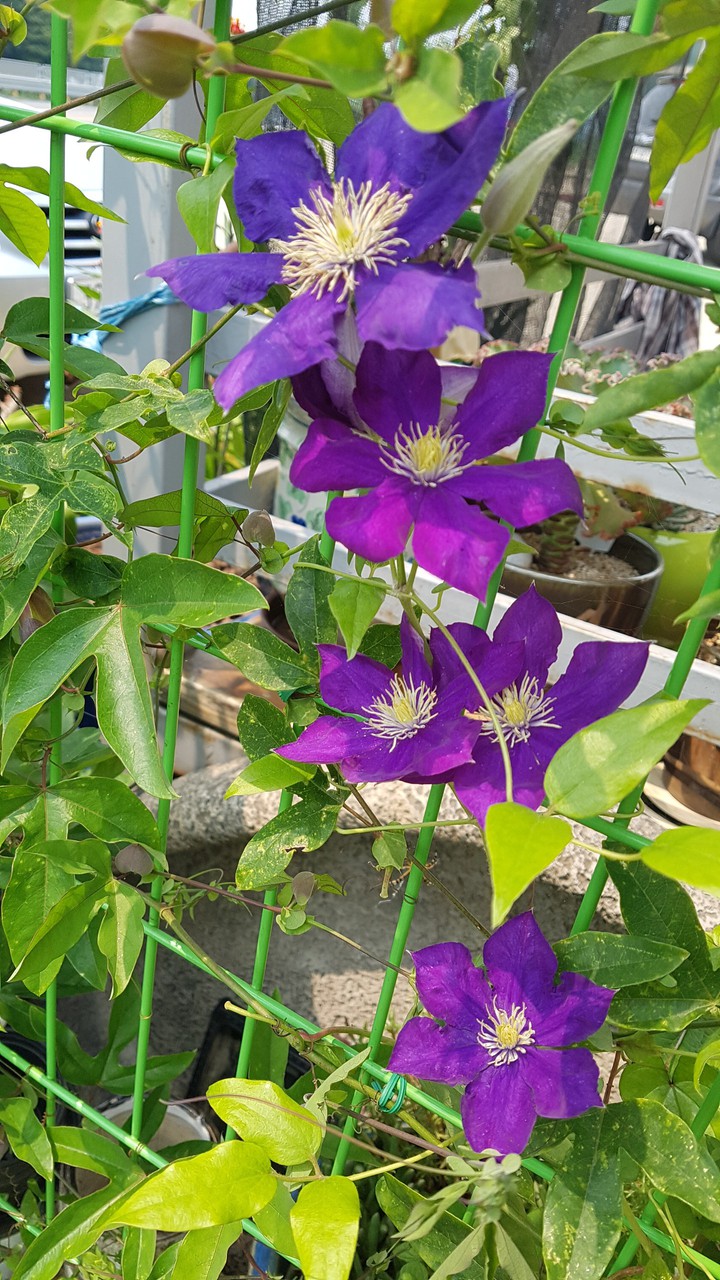 flower