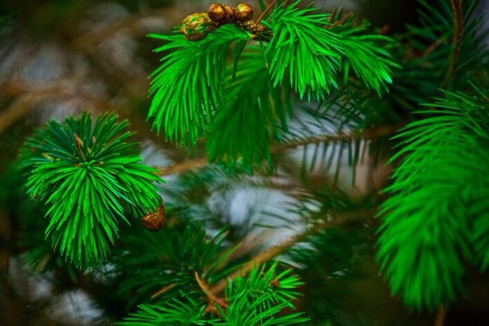 Christmas tree