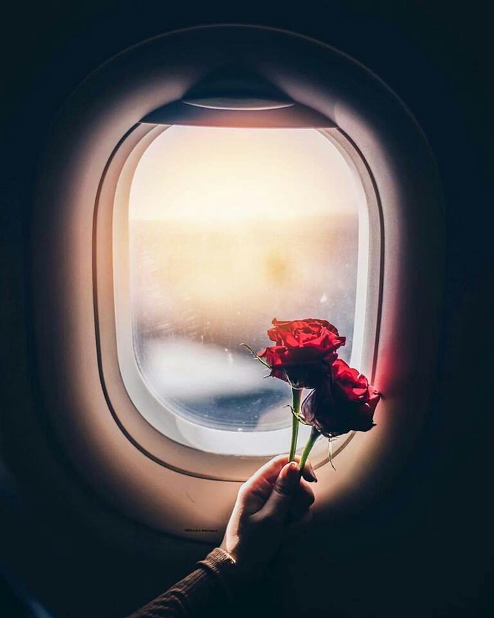 rose_plane