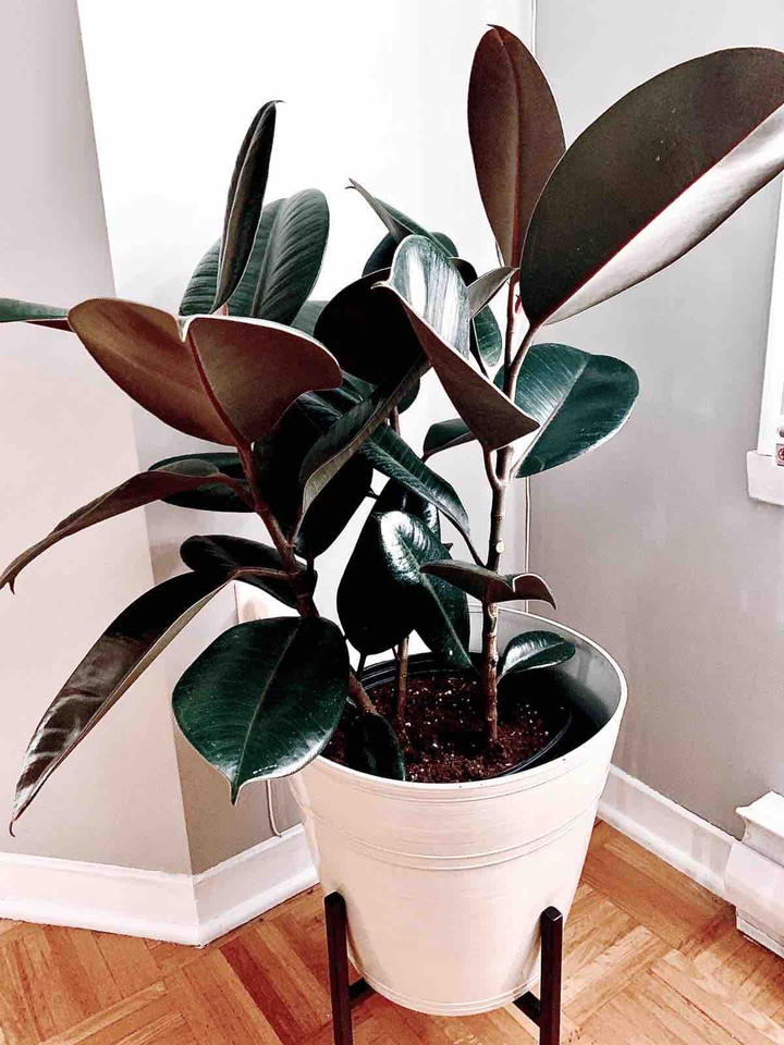 Design Plant