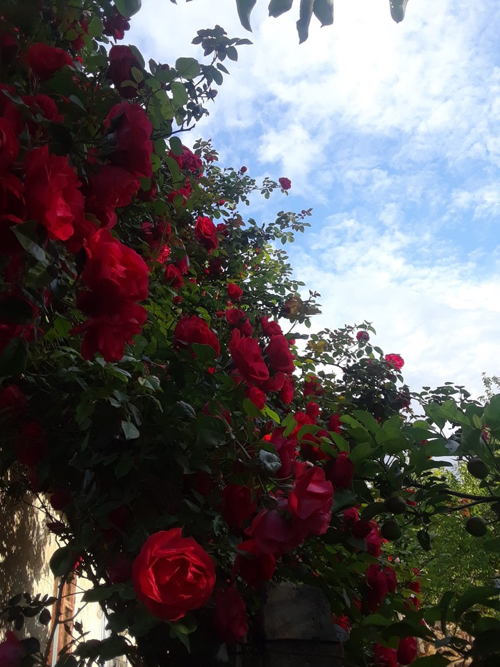 rose ???