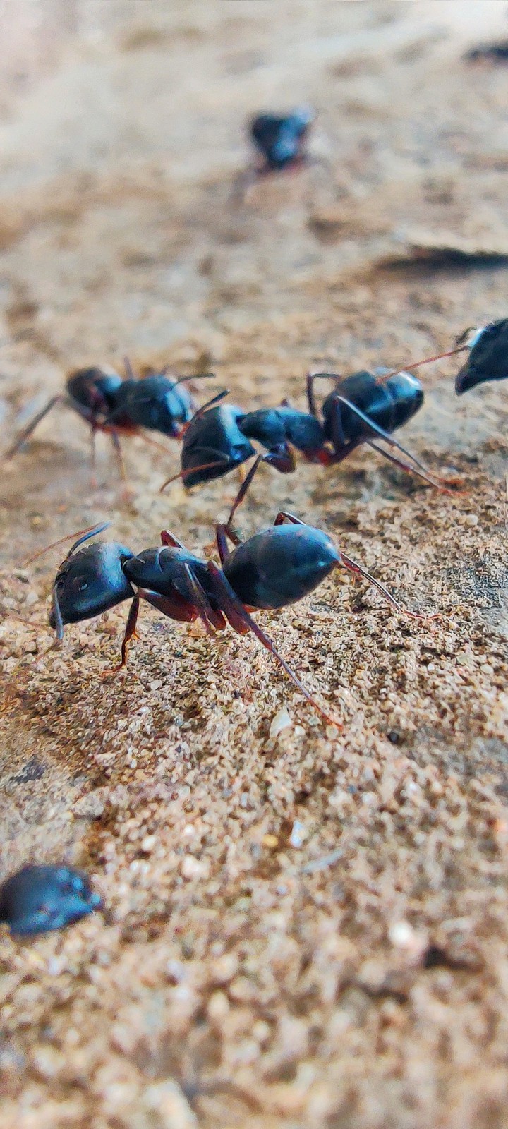 ants