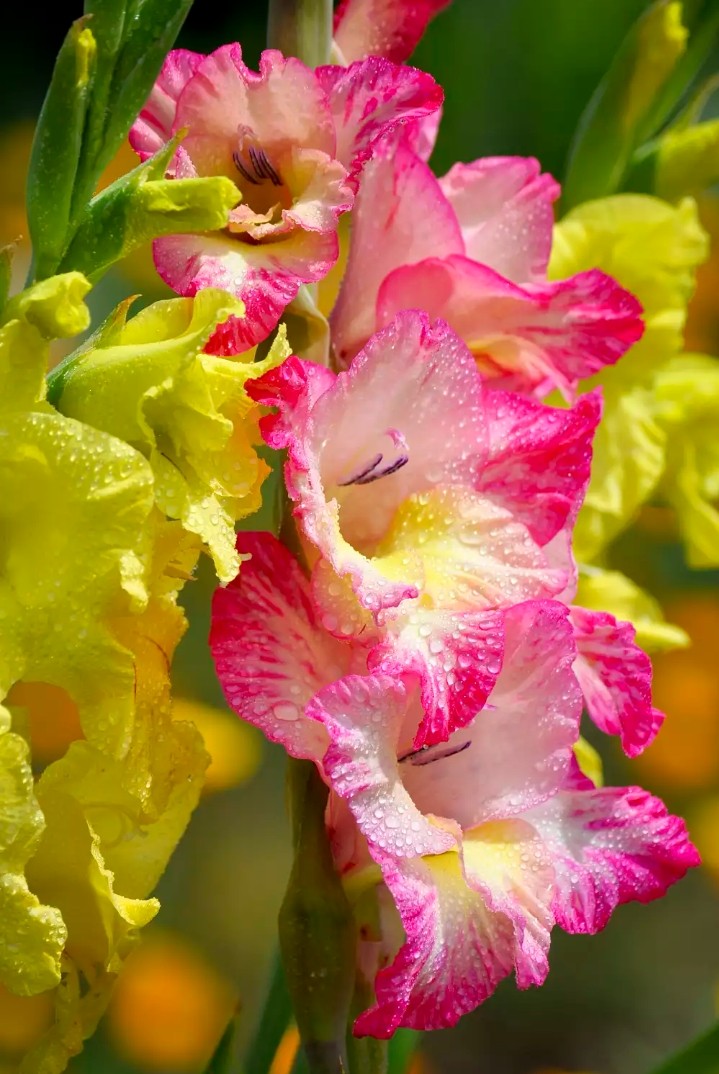 gladiolus