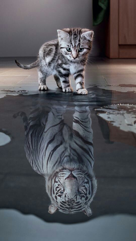 cat and lion