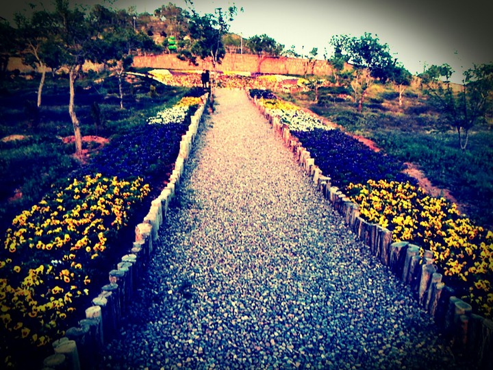 walk on flowers