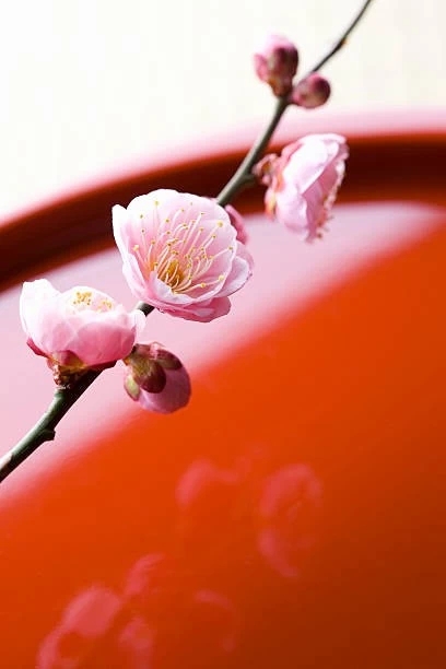 Sprig of plum blossoms