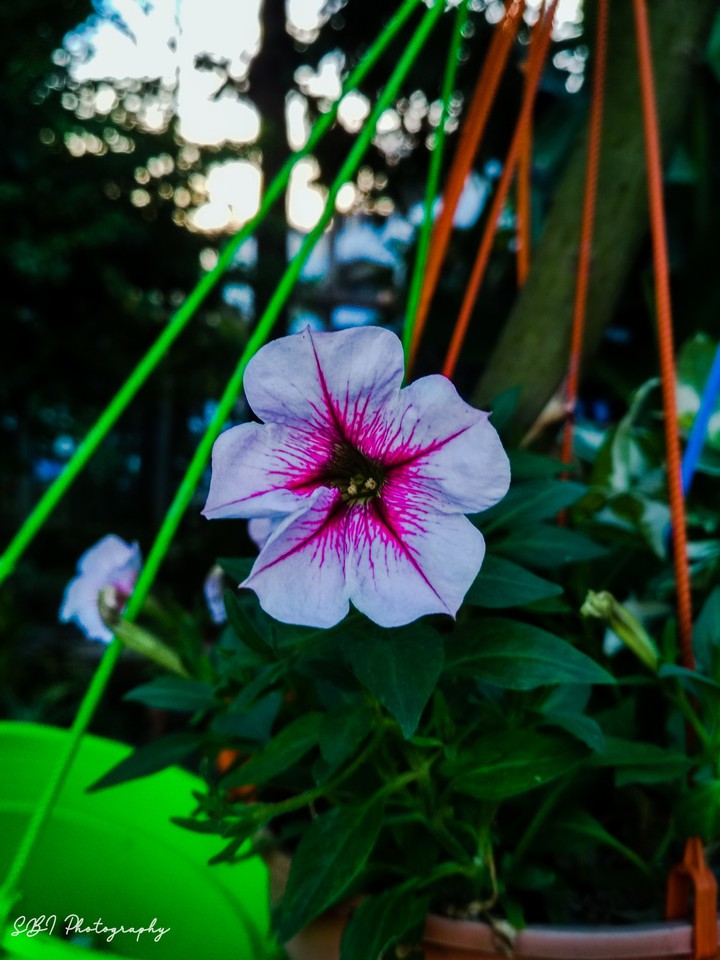 flower