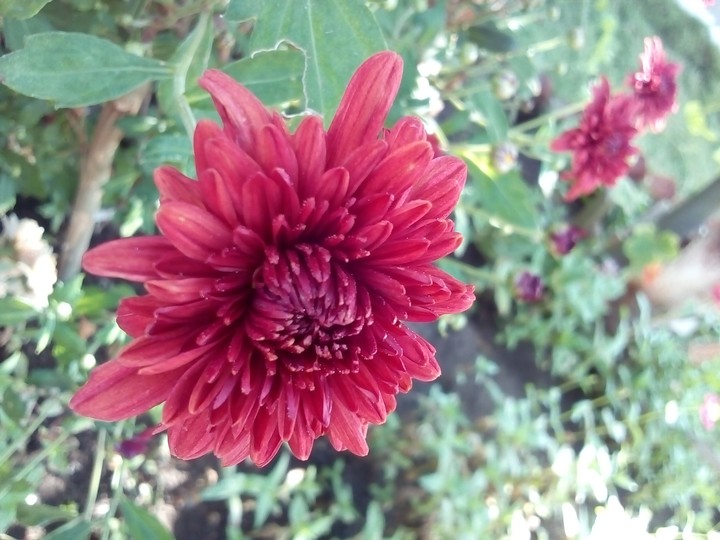 Adorable flower