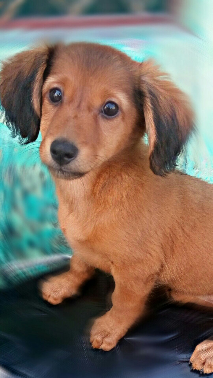 My cute doG
