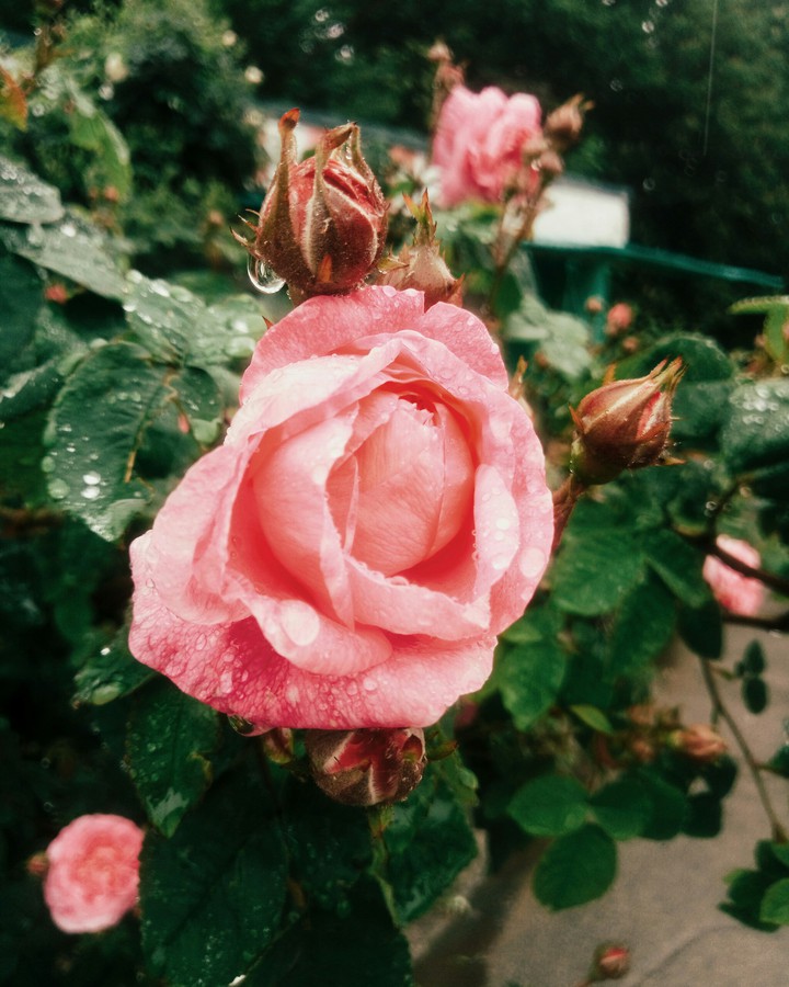 rose