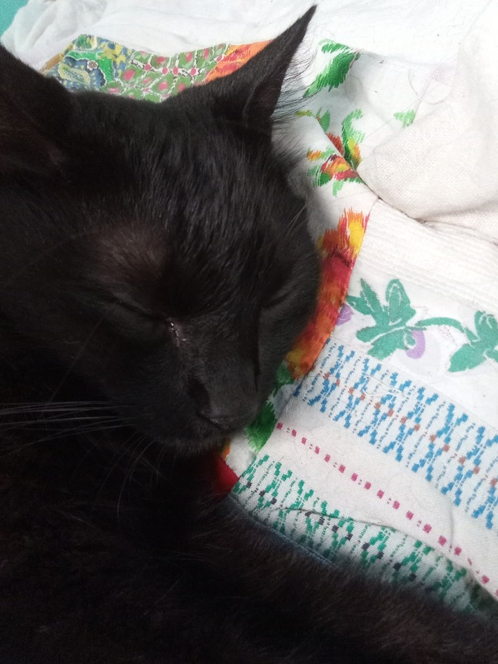 Mu Cat