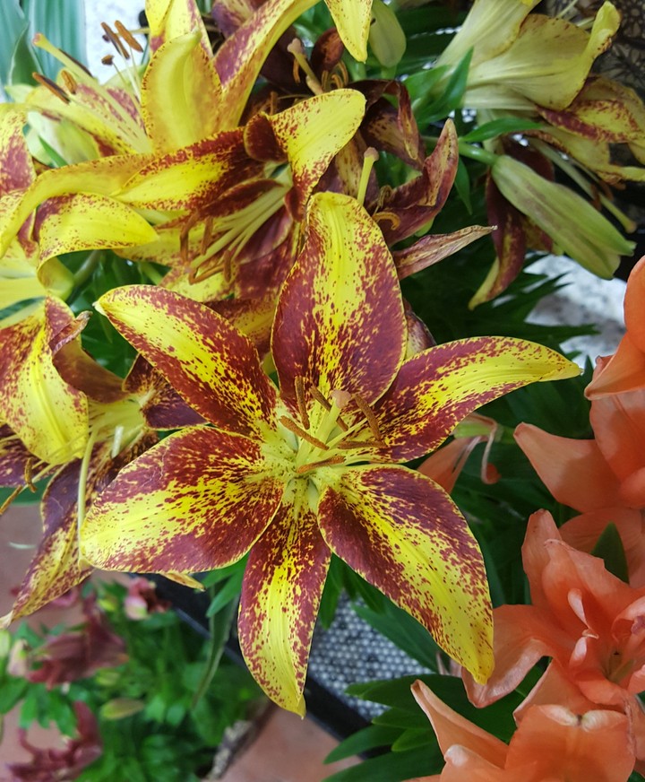 yellow and red flower