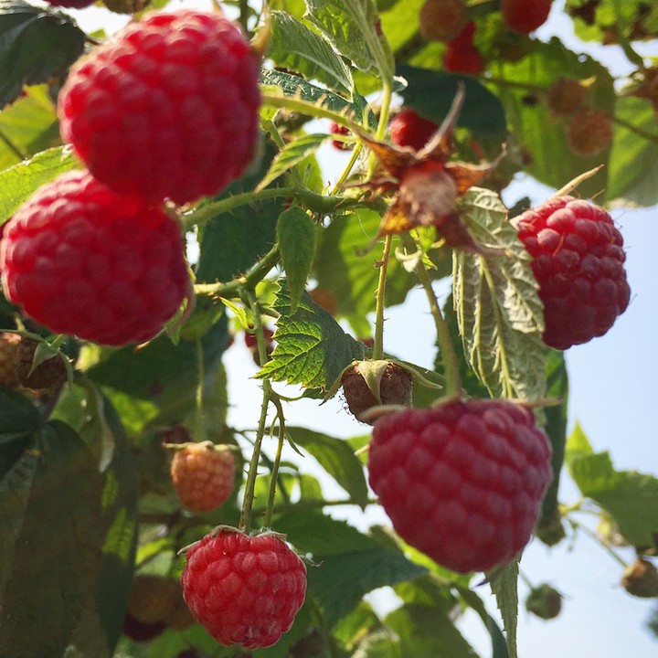 raspberries
