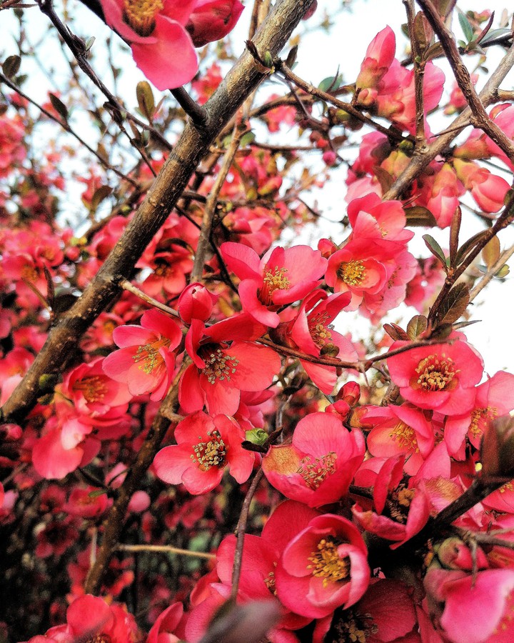 colorful flowers