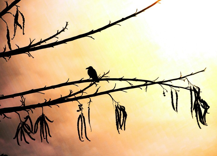 An evening scenary