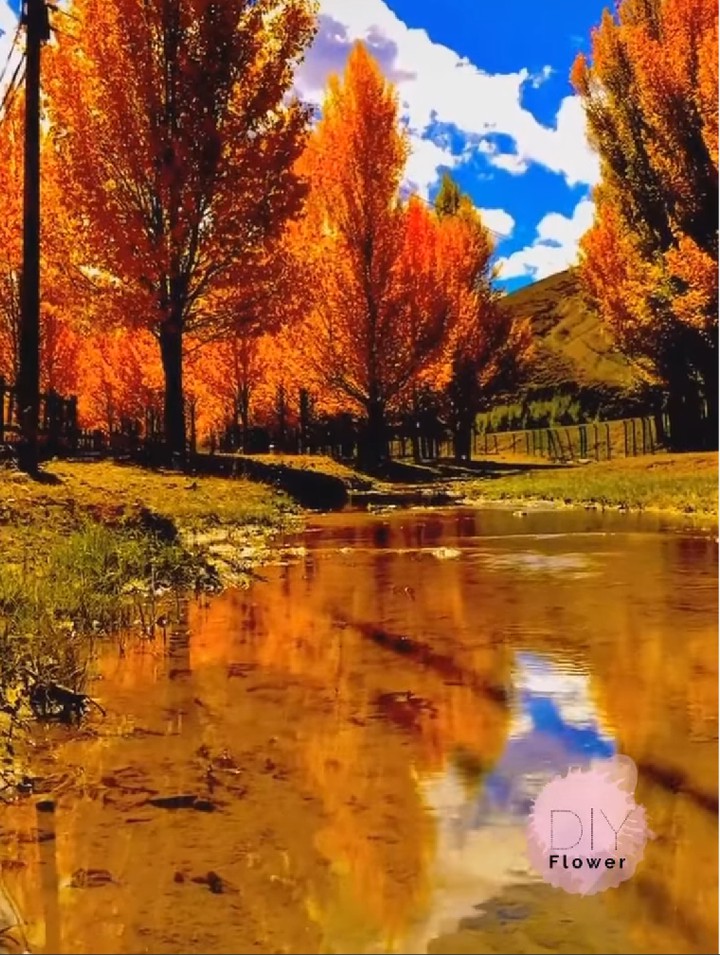 Nature orange