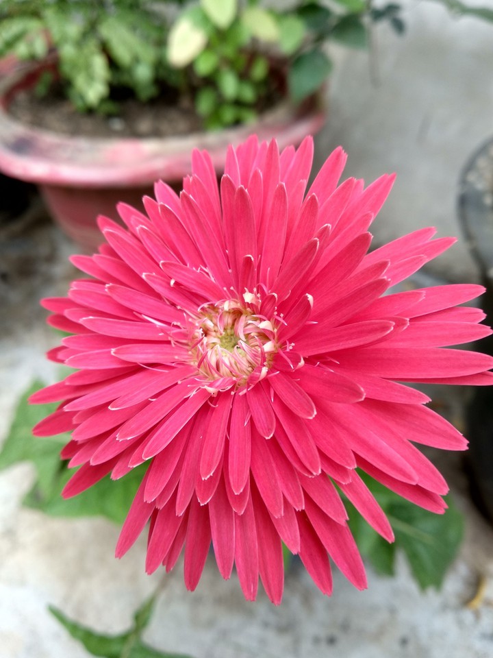 flower
