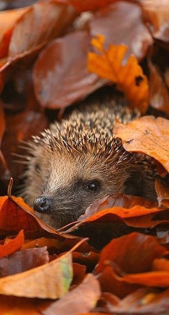 Autumn