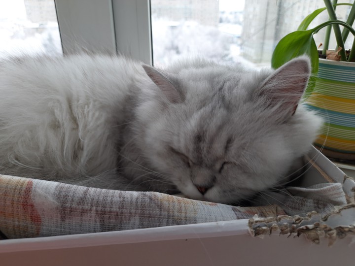 животные