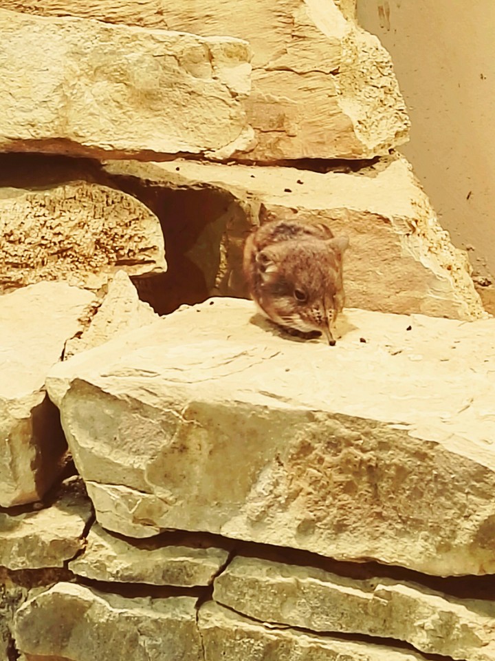 Elefantenspitzmaus