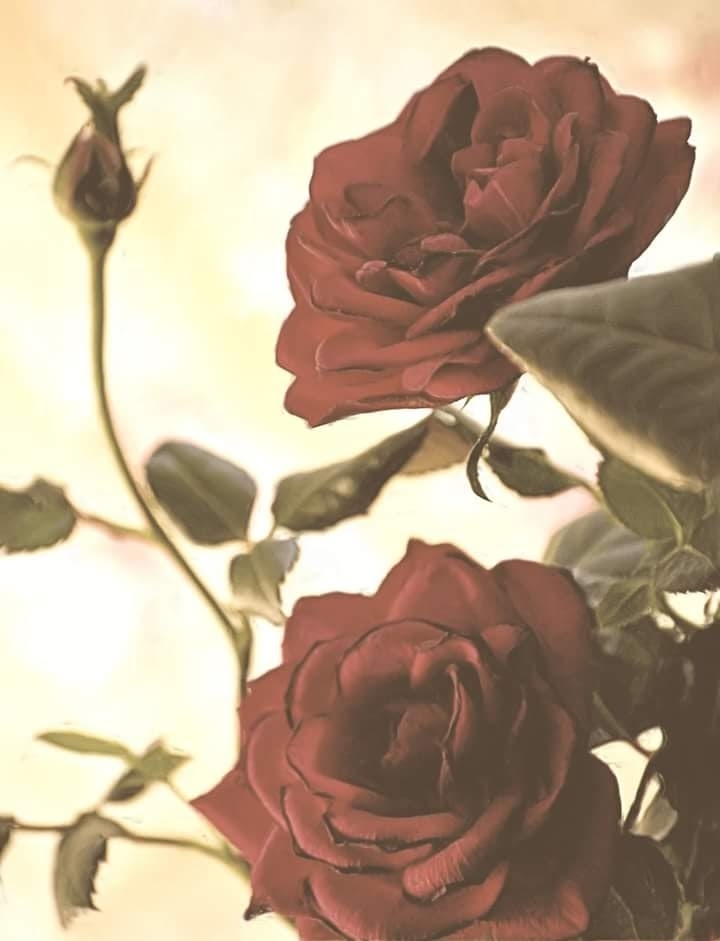 Red Roses