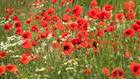 tapety red, flower